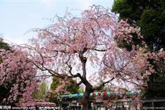 将柔光透过雾气洒向茉莉花